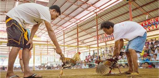 Ưu điểm của đá gà tại đấu trường Thomo