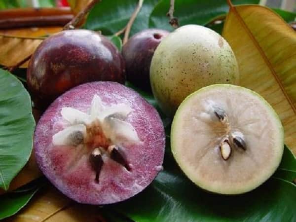 Mơ thấy quả vú sữa đánh con gì